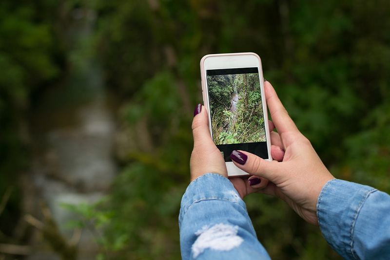 Apple Unveils Its Own Plant Identification App